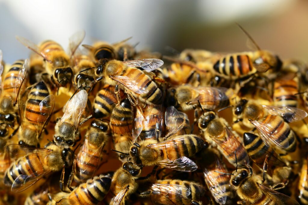 Detailed macro shot of honey bees swarming on a vibrant honeycomb.